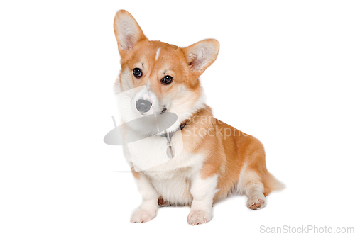 Image of Welsh Corgi Pembroke dog sitting