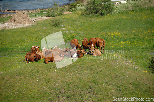 Image of Cows resting on green grass