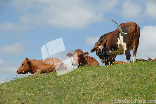 Image of Cows resting on green grass