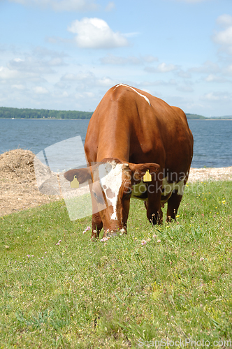 Image of Cow eating green grass