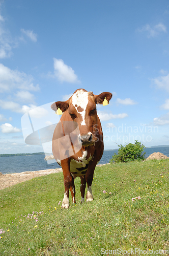 Image of Cow standing on green grass