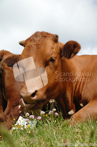 Image of Face of a cow