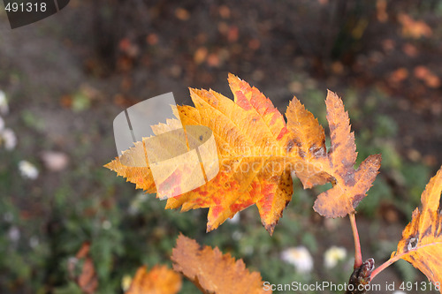 Image of Rowan leaf