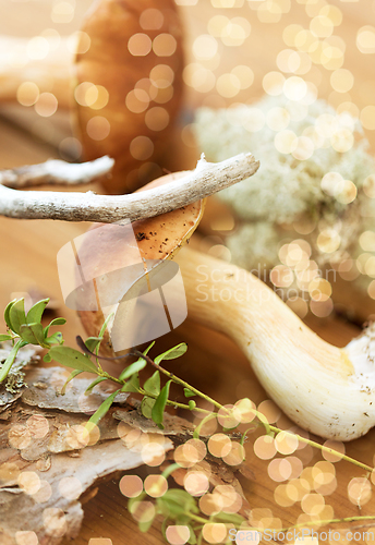 Image of boletus mushrooms, moss, branch and bark on wood