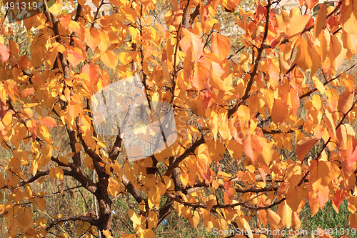 Image of Lime tree