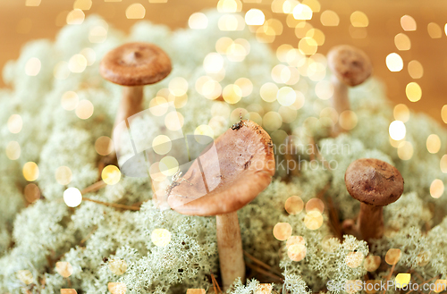 Image of lactarius rufus mushrooms in reindeer lichen moss