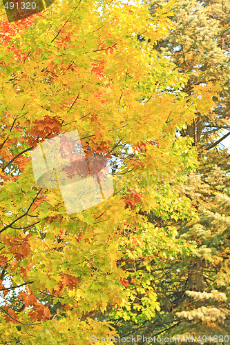 Image of Fall
