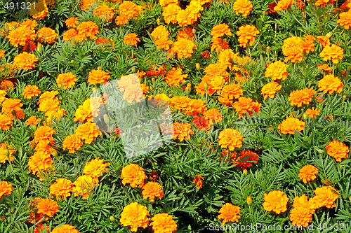 Image of Tagetes