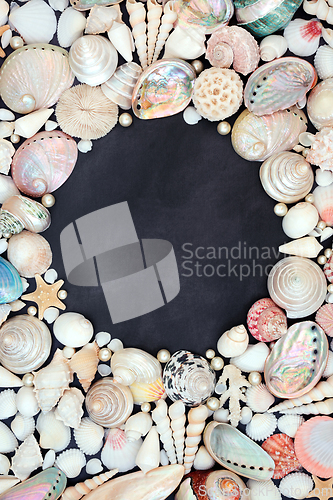 Image of Natural Background Border with Large Seashell Collection
