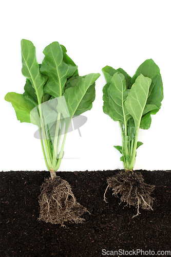 Image of Spinach Plants Growing in Soil with Root Ball