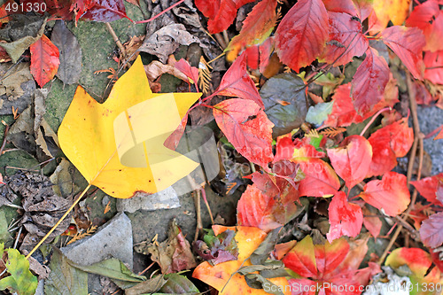 Image of Magnolia leaf