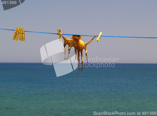 Image of dried cuttlefish