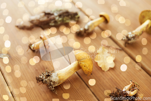 Image of variegated bolete mushrooms on wooden background