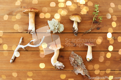 Image of boletus mushrooms, moss, branch and bark on wood