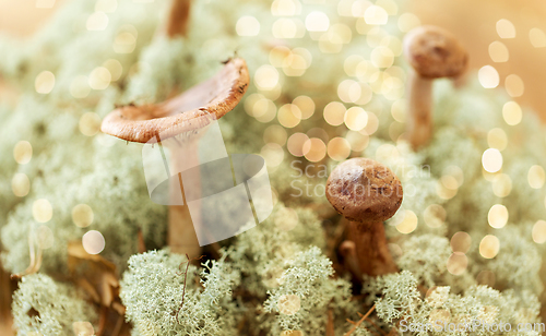 Image of lactarius rufus mushrooms in reindeer lichen moss