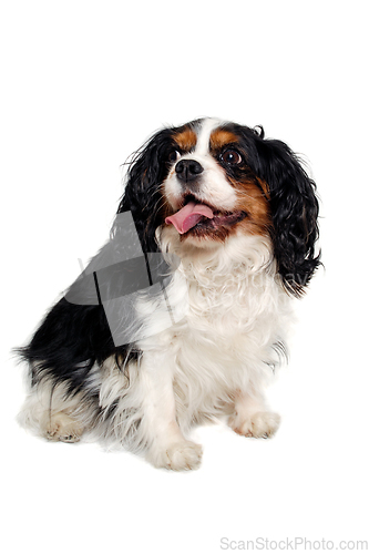 Image of Happy Cavalier King Charles Spaniel dog