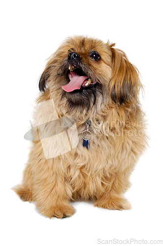 Image of Happy Shih Tzu dog