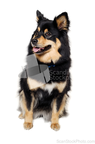 Image of Happy Finnish Lapphund dog sitting on a white background