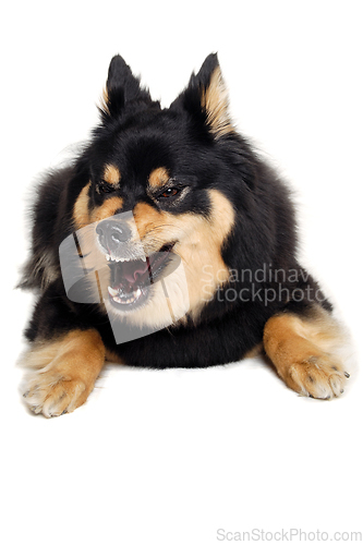 Image of Angry Finnish Lapphund dog resting on a white background