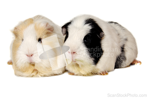 Image of Two Guinea pigs on a clean white background