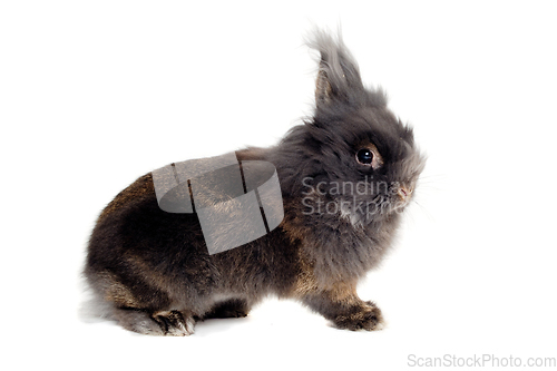 Image of Rabbit isolated on white background