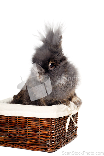 Image of Rabbit isolated on white background