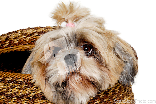 Image of Sad shih tzu dog in a basket on a clean white background.