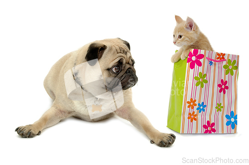 Image of Sweet kitten is sitting in a shopping bag next to a sweet pug do