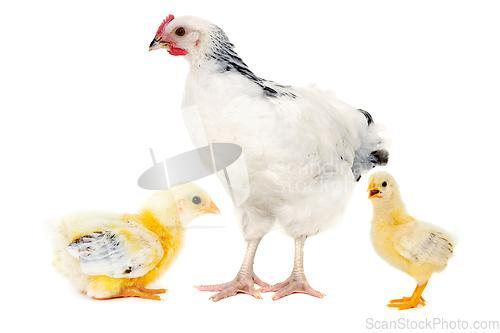 Image of Chicken and tow chiicks are standing and looking on a white back