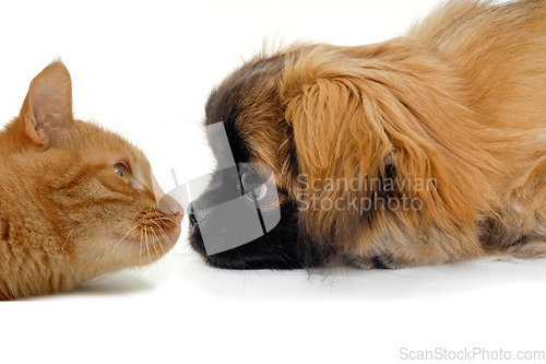 Image of Cat and dog are lokking at each other on a clean white backgroun