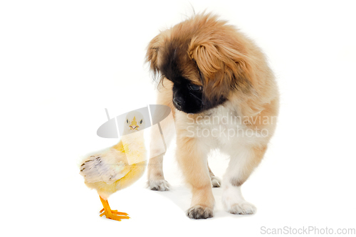 Image of A puppy dog is looking at a small chick isolated on a clean whit