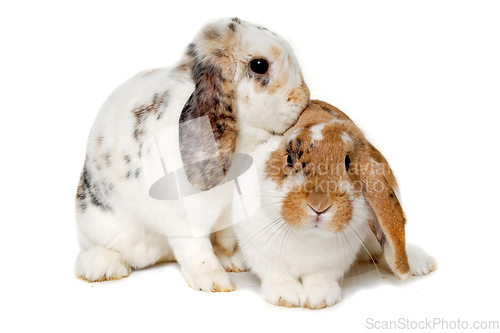 Image of Two rabbits isolated on a white background