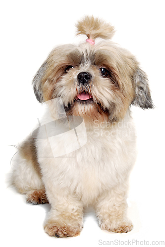 Image of Sad shih tzu dog sitting on a clean white background.