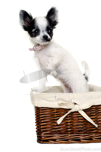 Image of Chihuahua dog on a clean white background