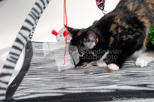 Image of Happy hungry cat is eating food