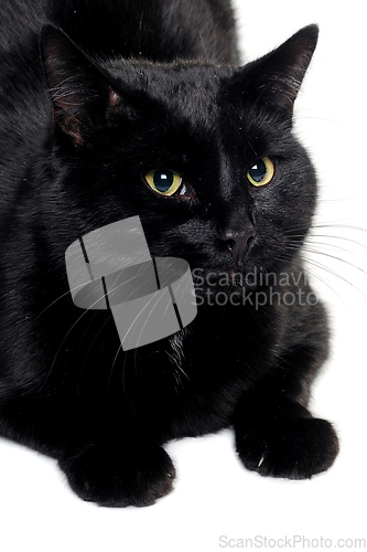 Image of Black cat resting on a clean white background