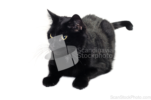 Image of Black cat resting on a clean white background