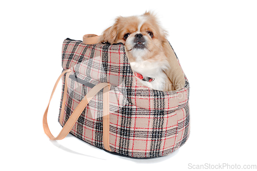 Image of Pekingese dog in bag on a clean white background