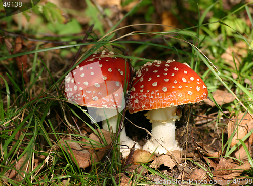 Image of mushroom