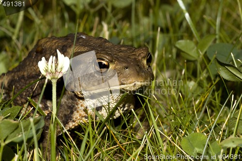 Image of toad in grass