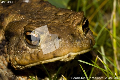 Image of toads face