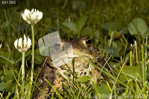 Image of toad in grass