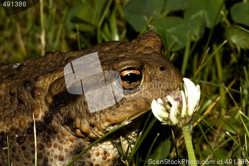 Image of toad in grass