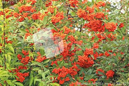 Image of Berries