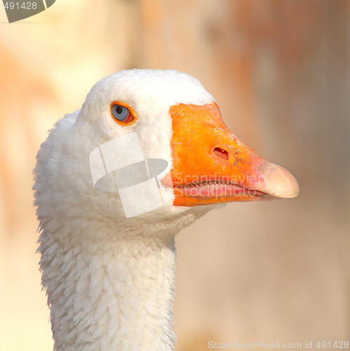 Image of Goose head