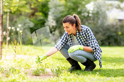 Image of woman weeding flowerbed at summer garden
