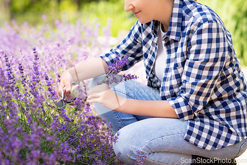Image of woman with picking lavender flowers in garden
