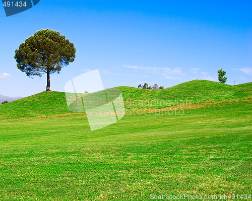 Image of Tree on Green Field
