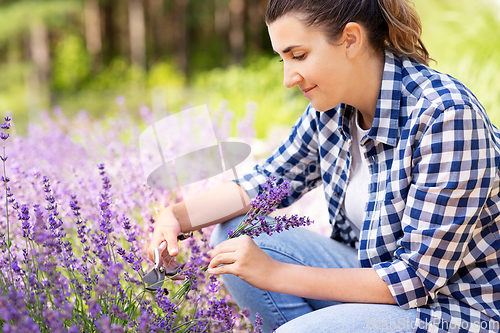 Image of woman with picking lavender flowers in garden