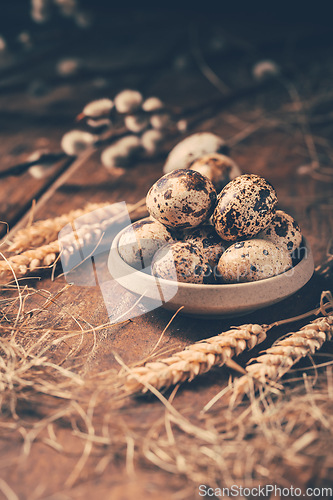 Image of Quail eggs for Easter and blooming pussy willow branches on wooden background